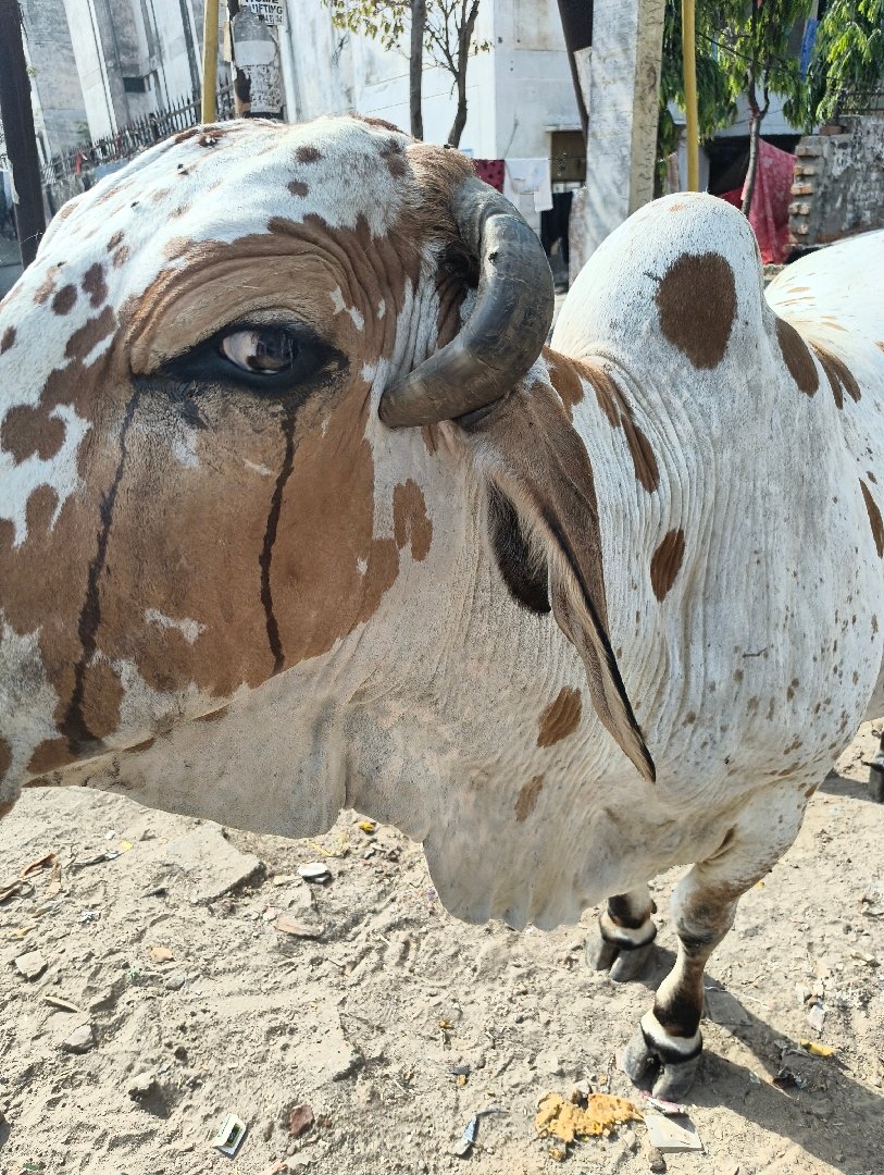 Cow's horn overgrown and now about to penetrate the head. help required