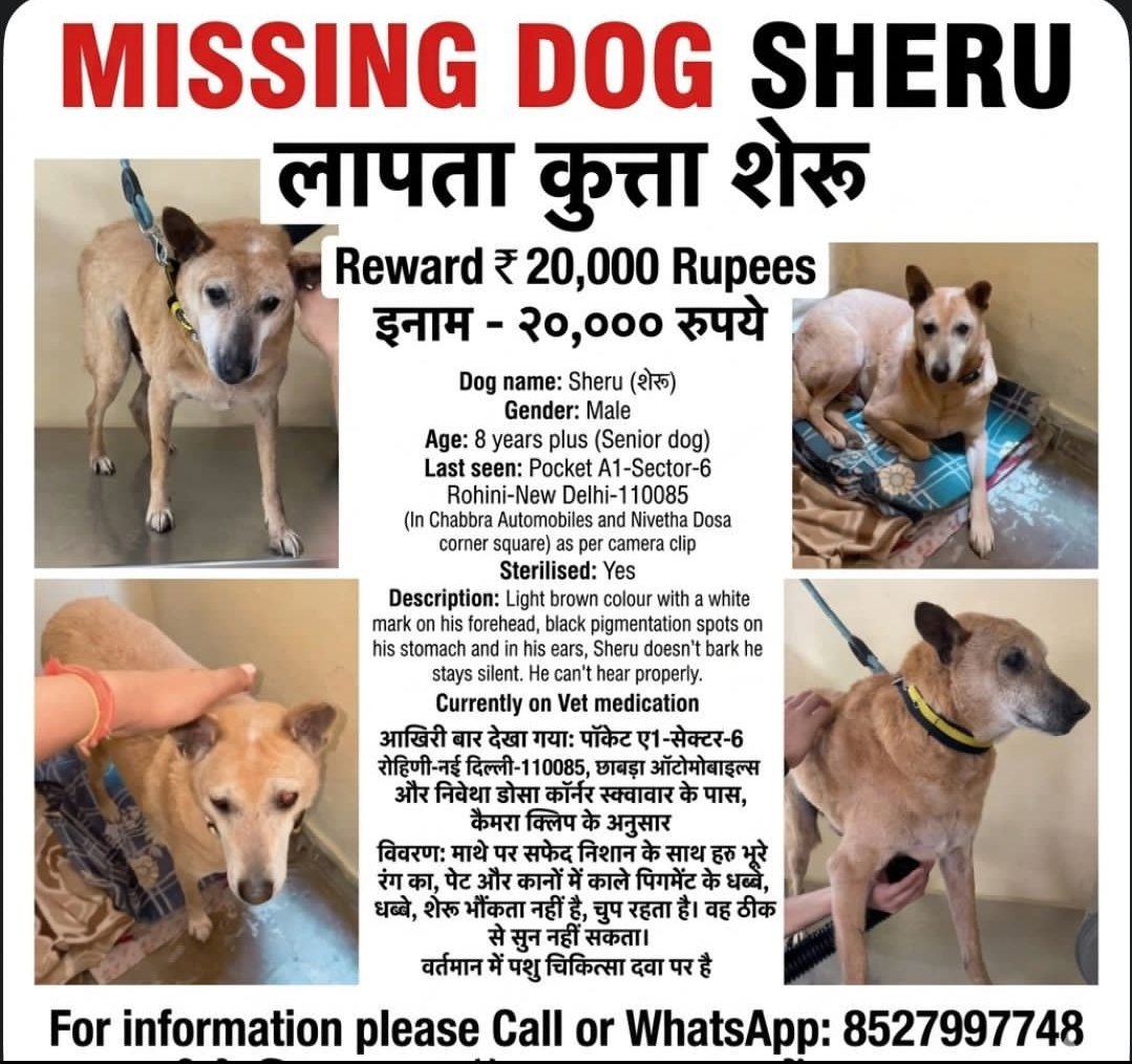 Missing Dog help needed