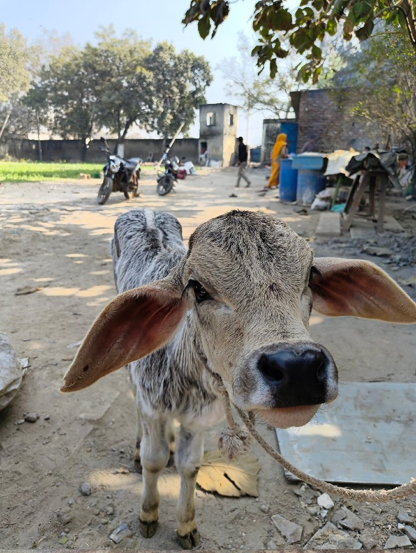 little calf at bharat gaushala hindon area kanawni