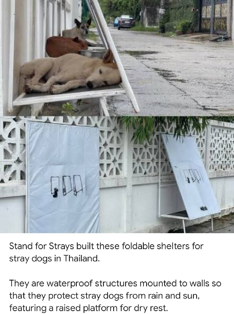 Foldable shelter for dogs