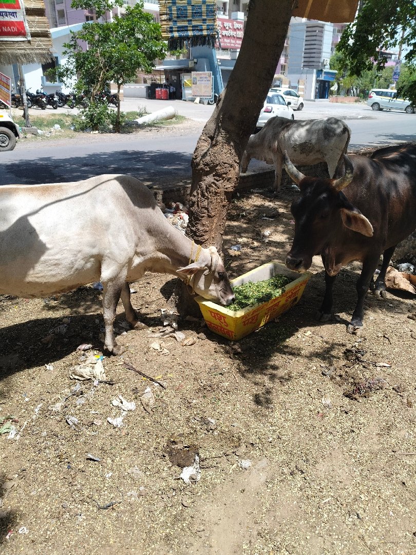 pics of last three days feed
