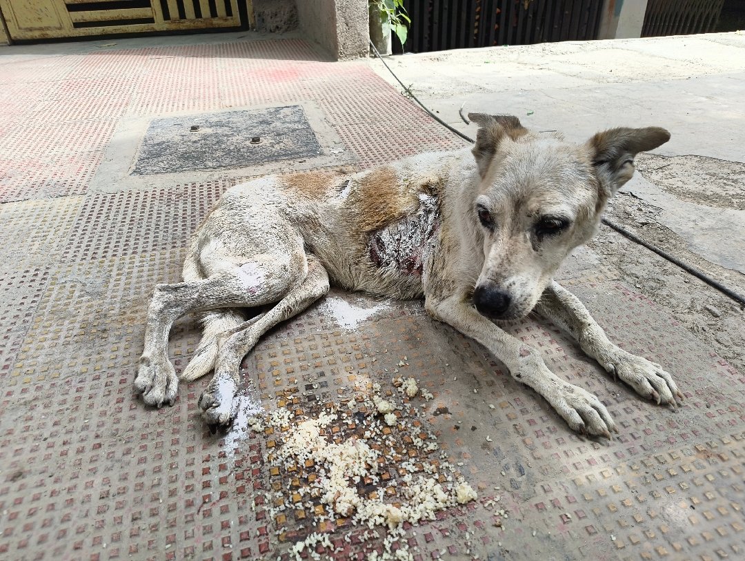 Dog injury, treatment for today