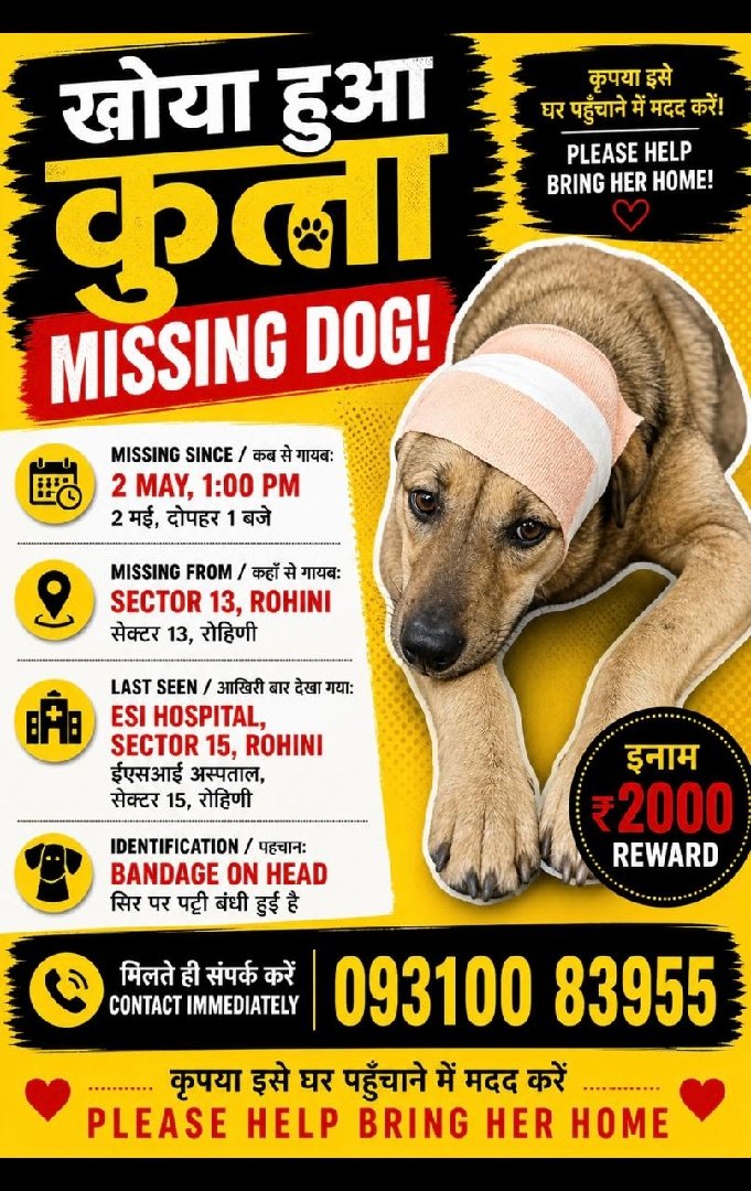 Missing Dog
