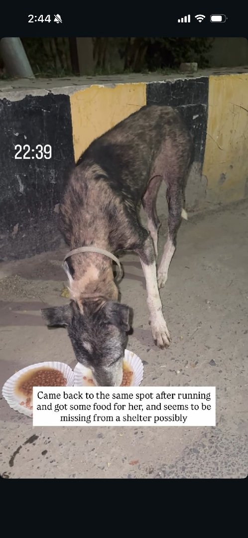 Feeding stray dogs