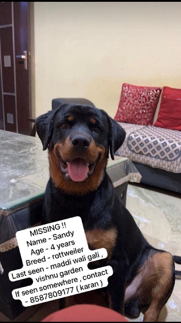 Missing Dog