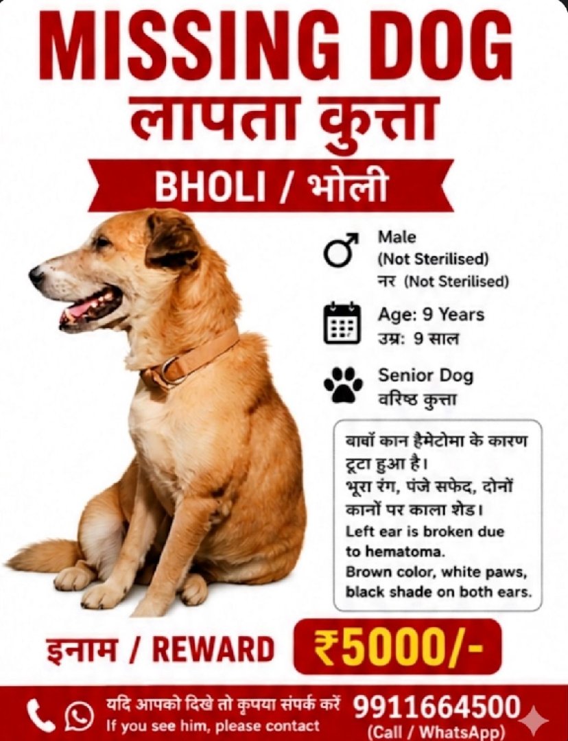 Missing Dog