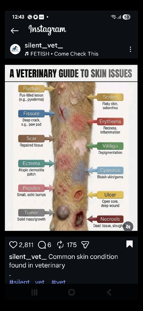 A veterinary guide