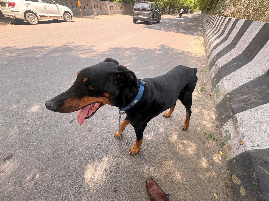 another abandoned dog