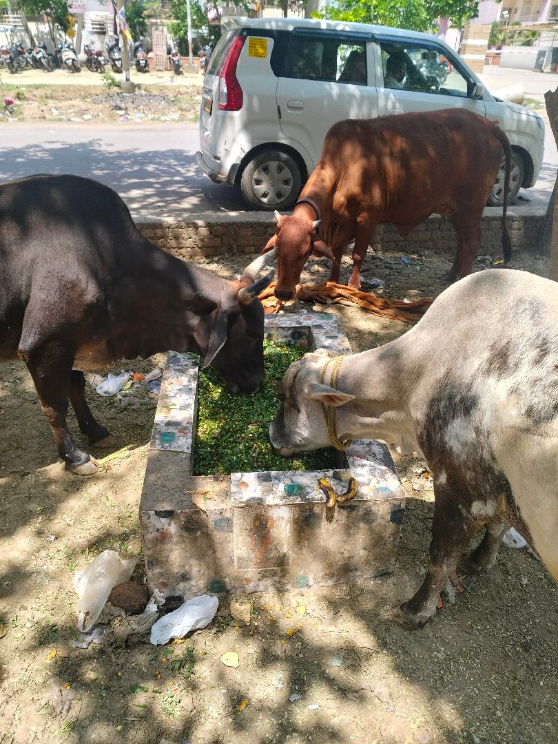 today's feed siddarth vihar