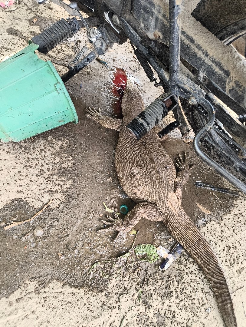 Monitor lizard ran over by car, pour aome water over it. Condition is critical.