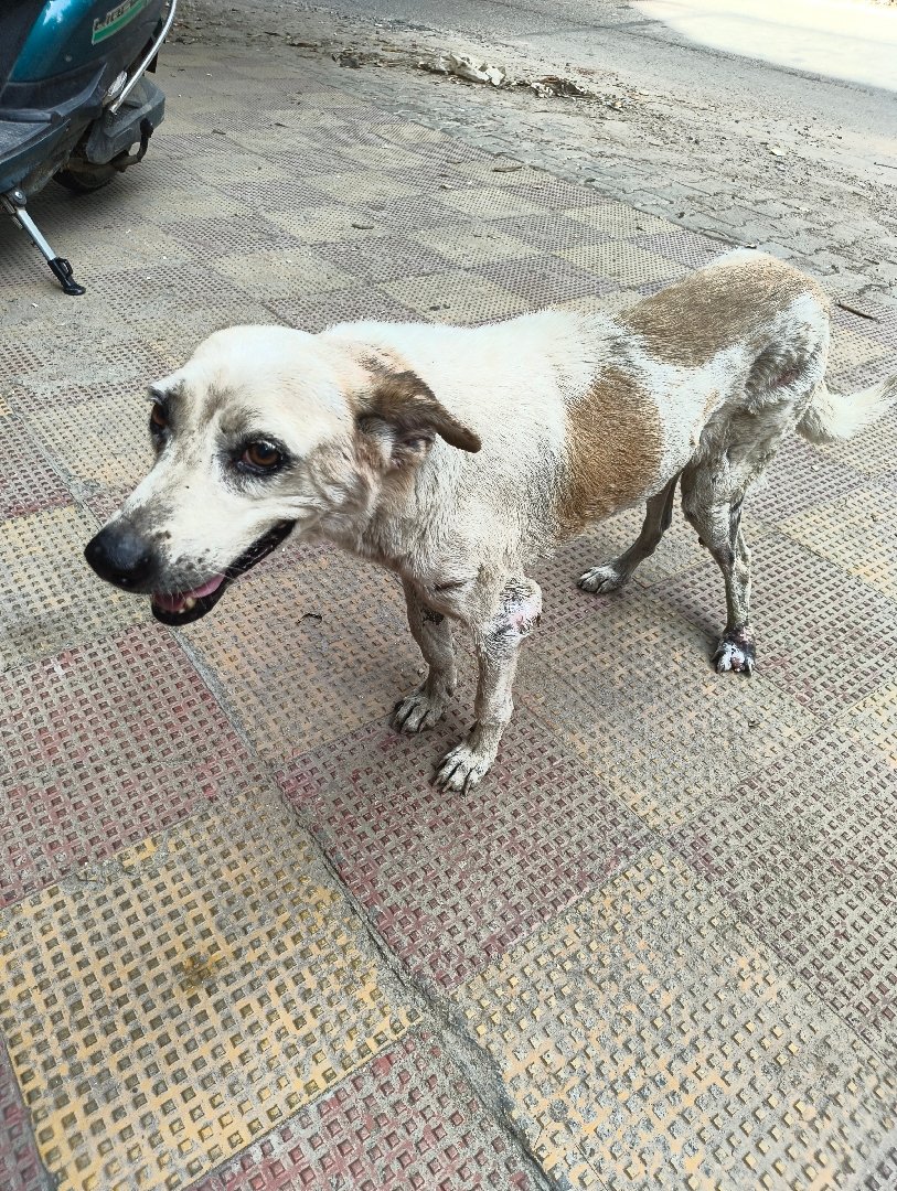 Dog recovering from injury, condition much better