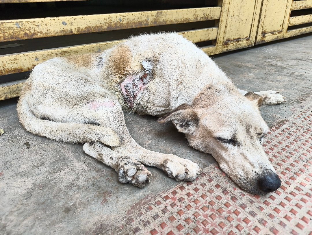 Treatment ongoing, hopefully she improves