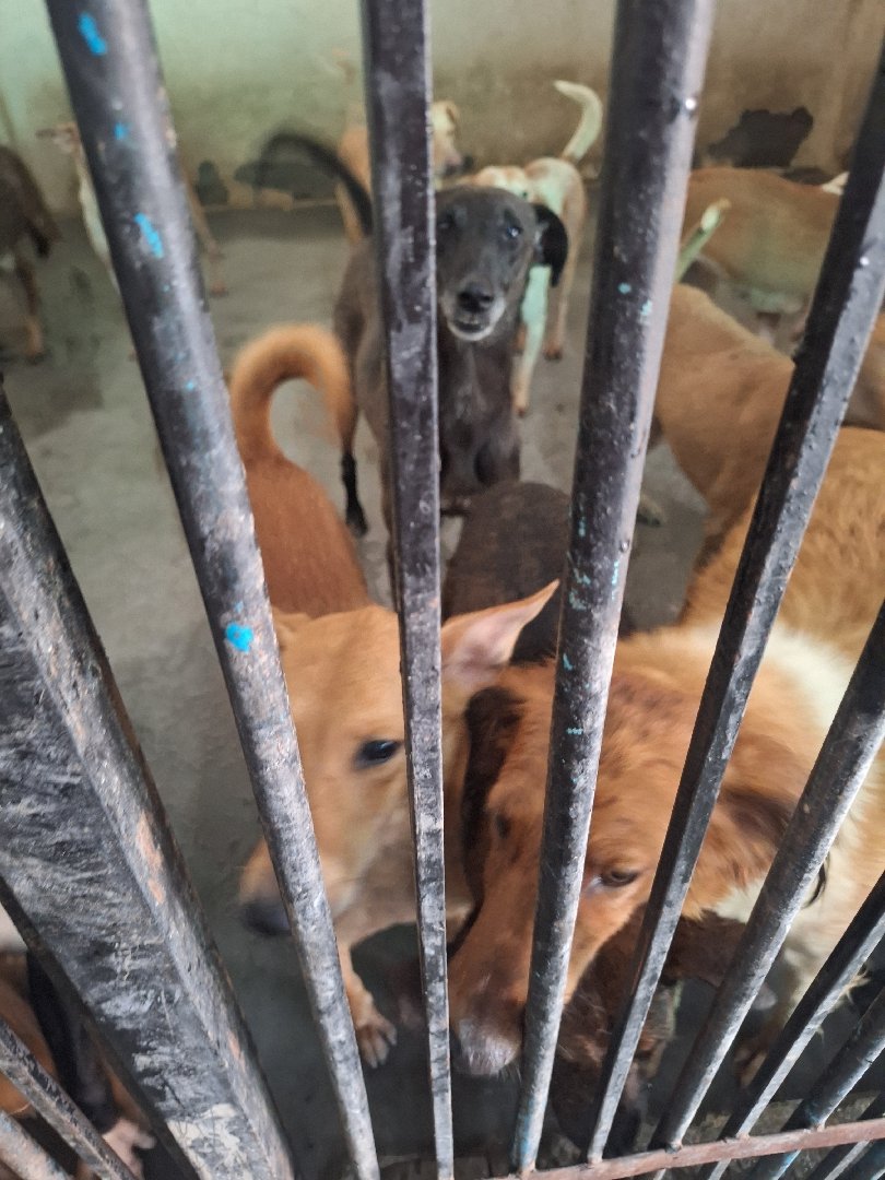 Our shelter's dogs at nandigram