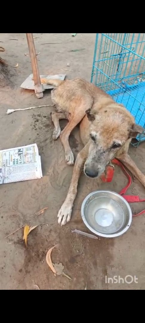 Giving food to Dogs