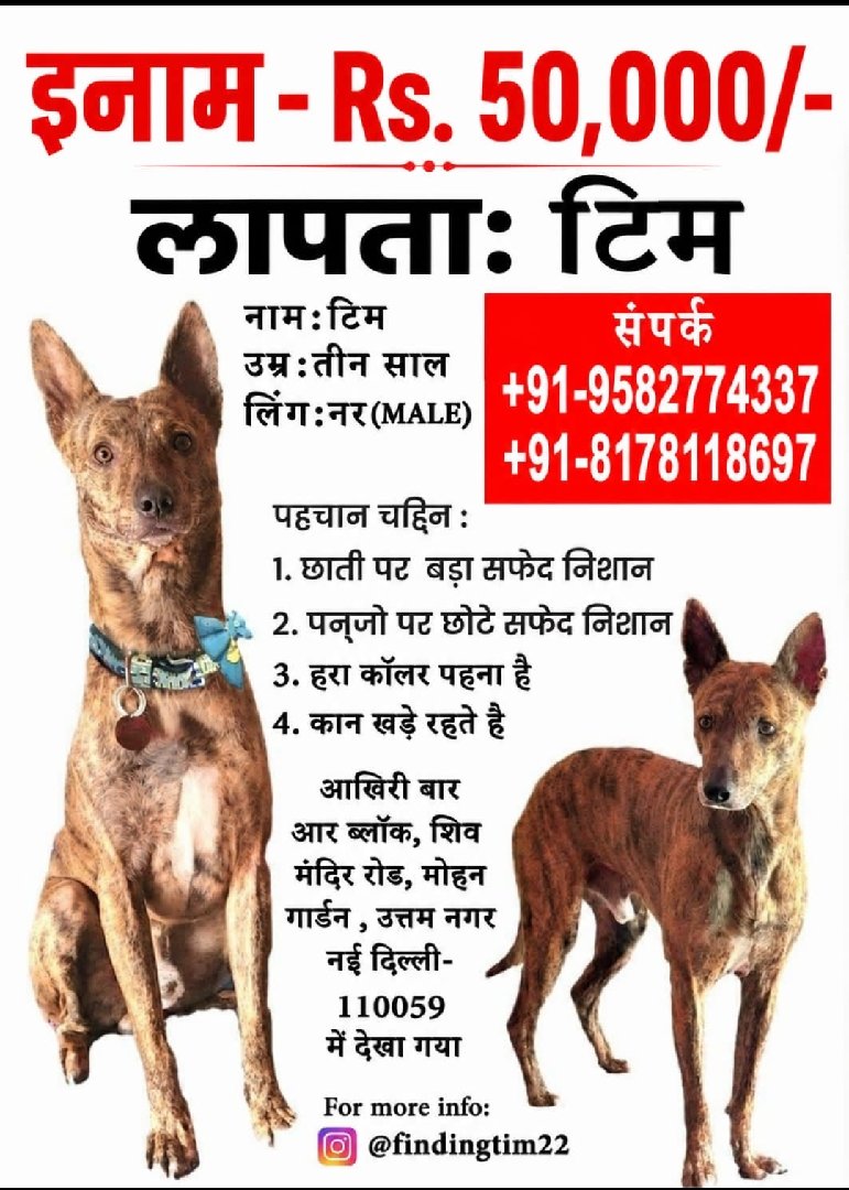Missing Dog