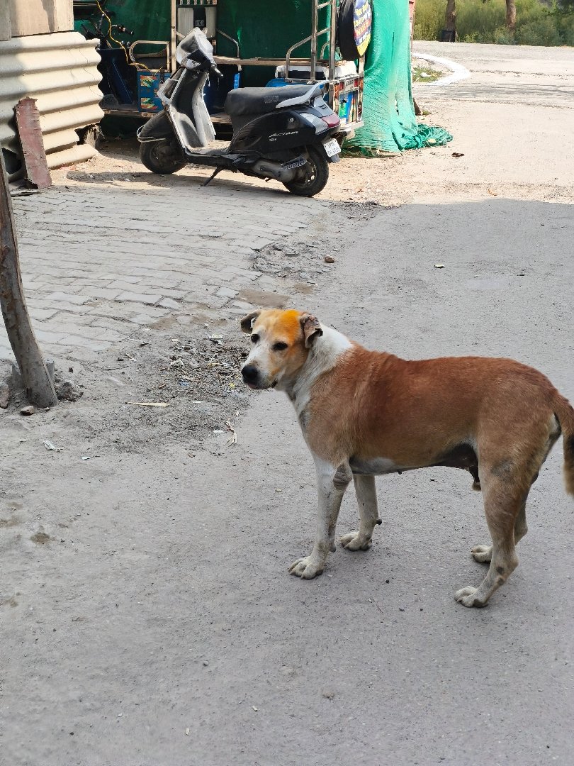 Dog treatment today at kashiram